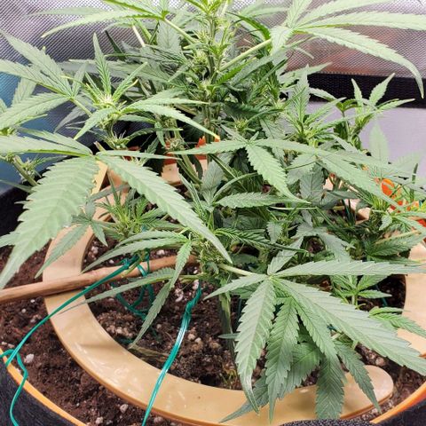 Fuckin' Linda growlog timeline photo