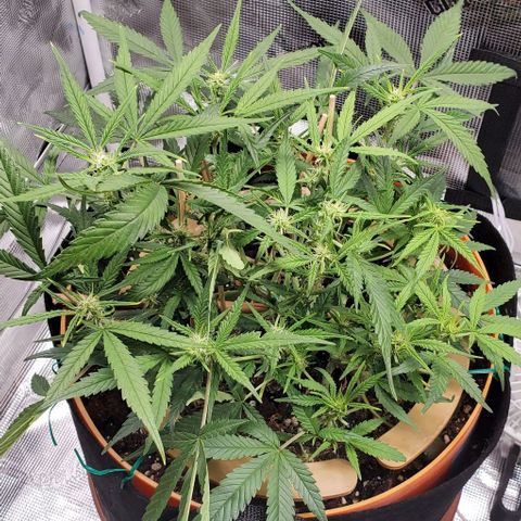 Fuckin' Linda growlog timeline photo