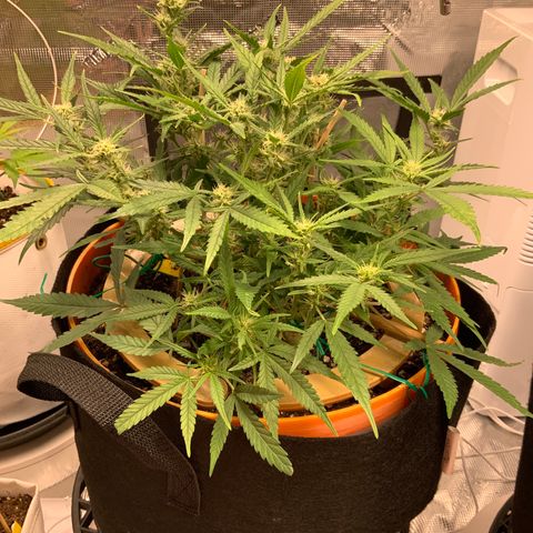 Fuckin' Linda growlog timeline photo
