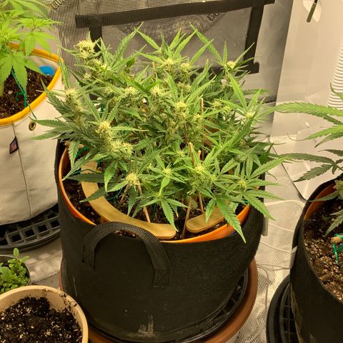 Fuckin' Linda growlog timeline photo