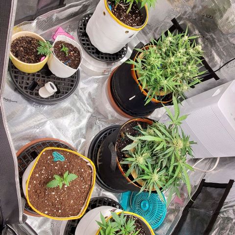 Fuckin' Linda growlog timeline photo