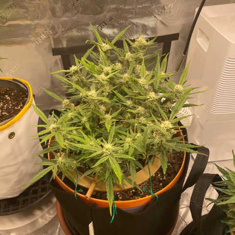 Fuckin' Linda growlog timeline photo