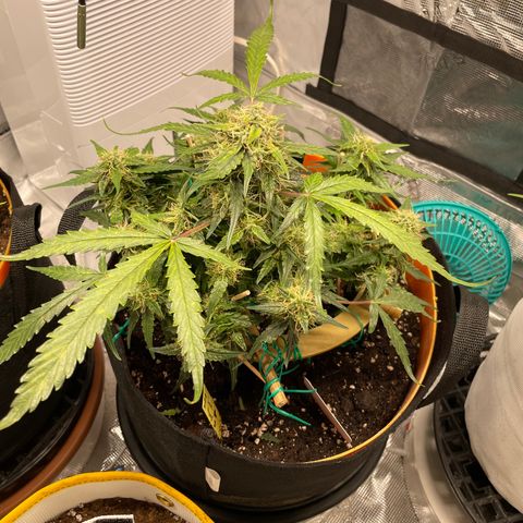 Fuckin' Linda growlog timeline photo