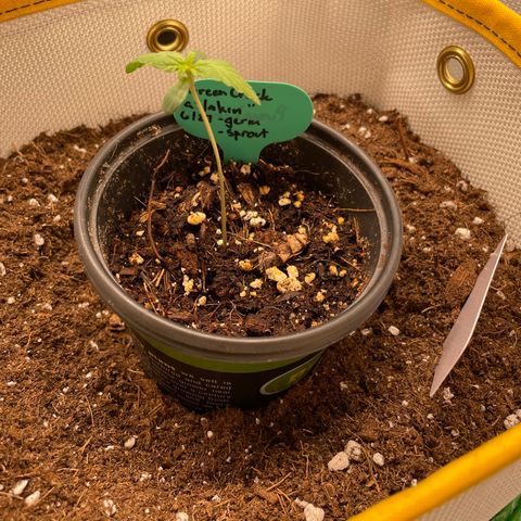 Fuckin' Linda growlog timeline photo
