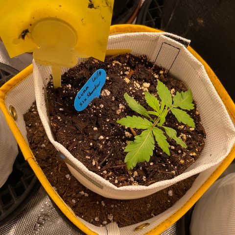 Fuckin' Linda growlog timeline photo