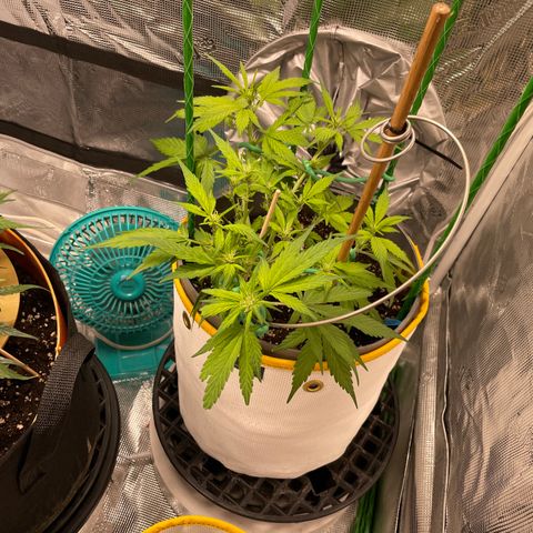 Fuckin' Linda growlog timeline photo