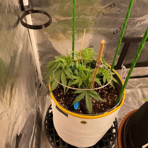 Fuckin' Linda growlog timeline photo