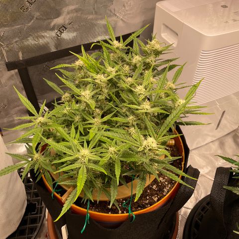 Fuckin' Linda growlog timeline photo