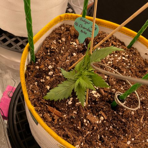 Fuckin' Linda growlog timeline photo