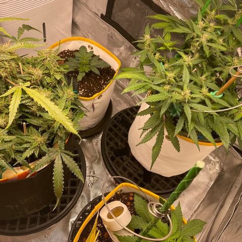 Fuckin' Linda growlog timeline photo