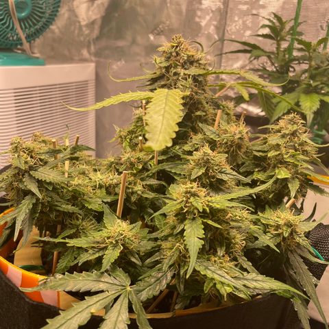 Fuckin' Linda growlog timeline photo