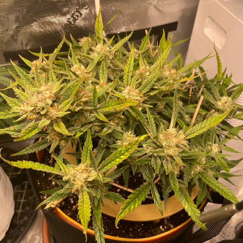 Fuckin' Linda growlog timeline photo