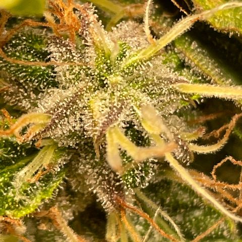Fuckin' Linda growlog timeline photo