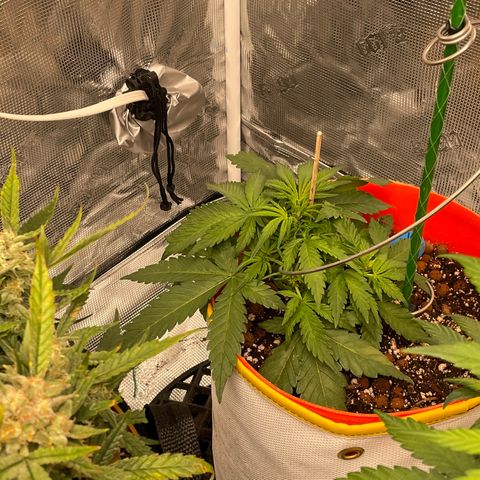 Fuckin' Linda growlog timeline photo