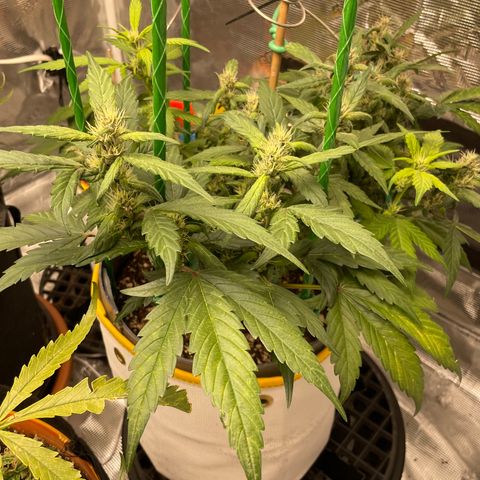 Fuckin' Linda growlog timeline photo
