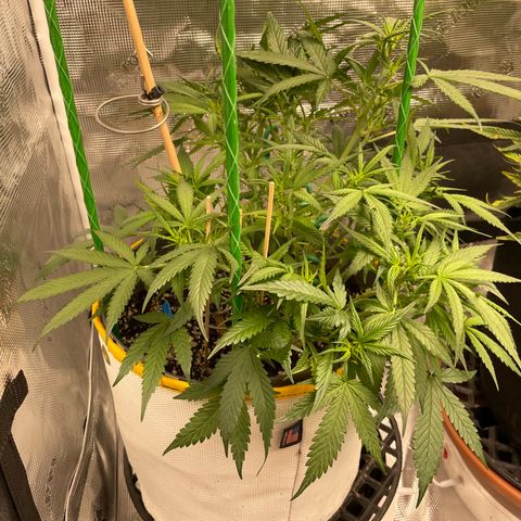 Fuckin' Linda growlog timeline photo