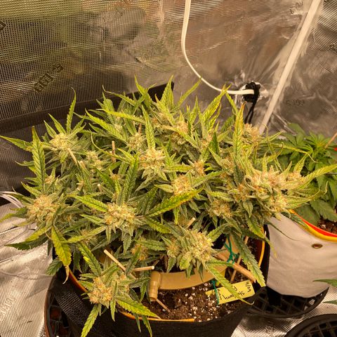 Fuckin' Linda growlog timeline photo