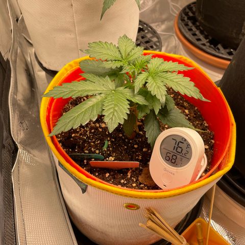 Fuckin' Linda growlog timeline photo