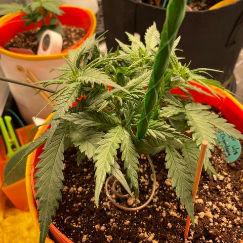Fuckin' Linda growlog timeline photo