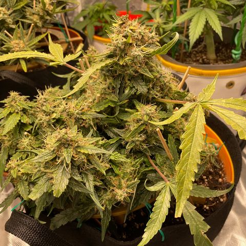 Fuckin' Linda growlog timeline photo