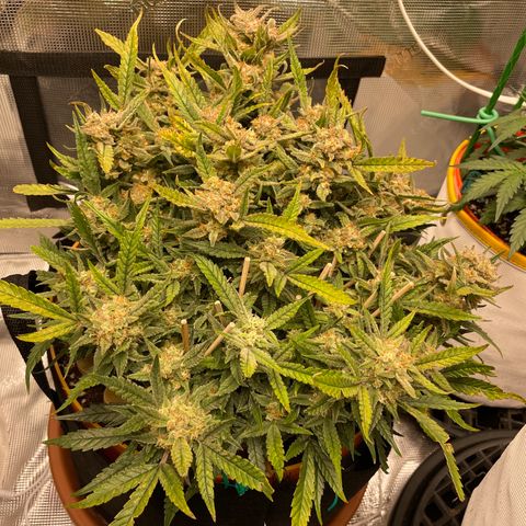 Fuckin' Linda growlog timeline photo
