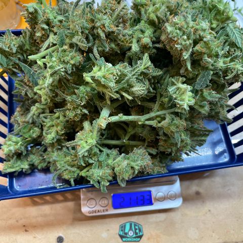 Fuckin' Linda growlog timeline photo