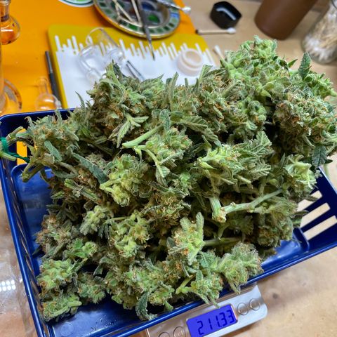 Fuckin' Linda growlog timeline photo