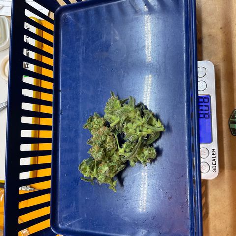 Fuckin' Linda growlog timeline photo