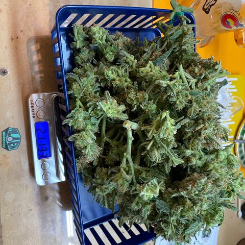 Fuckin' Linda growlog timeline photo