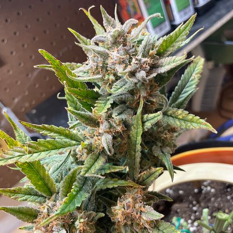 Fuckin' Linda growlog timeline photo
