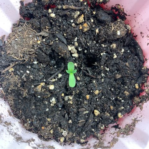 First grow growlog photo: Day 3