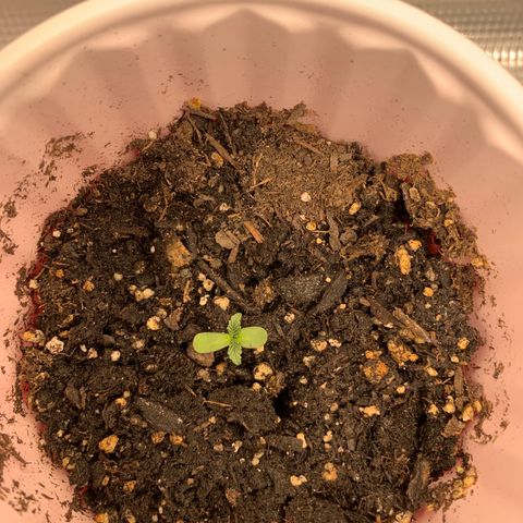 First grow growlog timeline photo