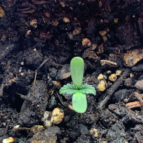 First grow growlog timeline photo