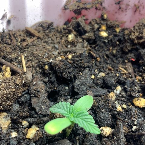 First grow growlog timeline photo