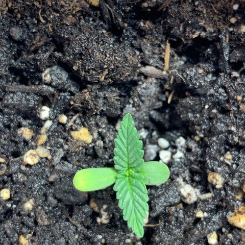 First grow growlog timeline photo