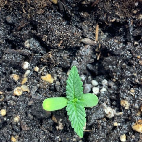 First grow growlog timeline photo