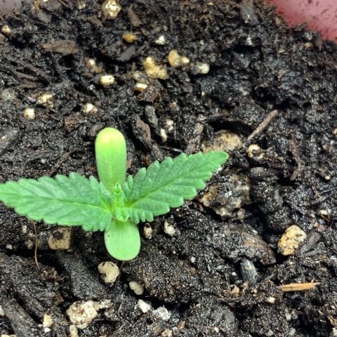 First grow growlog timeline photo
