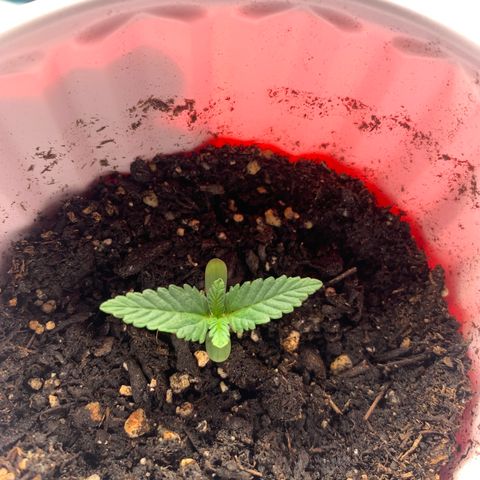 First grow growlog photo: Day 10