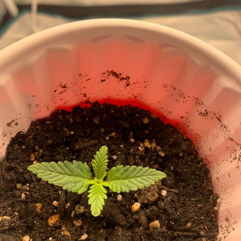 First grow growlog timeline photo