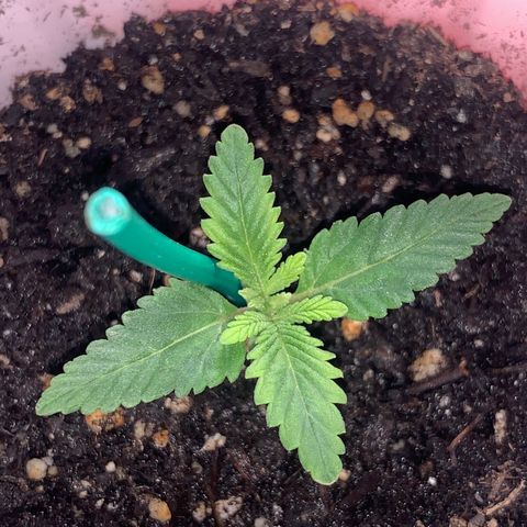 First grow growlog timeline photo