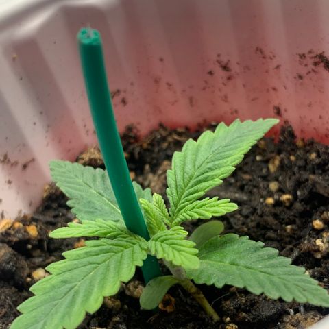 First grow growlog timeline photo