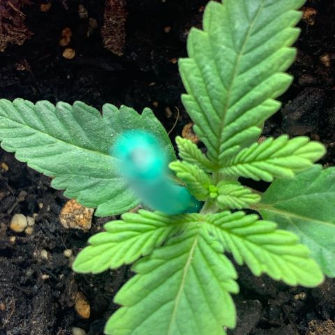 First grow growlog timeline photo