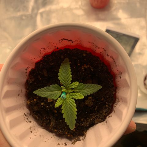 First grow growlog timeline photo