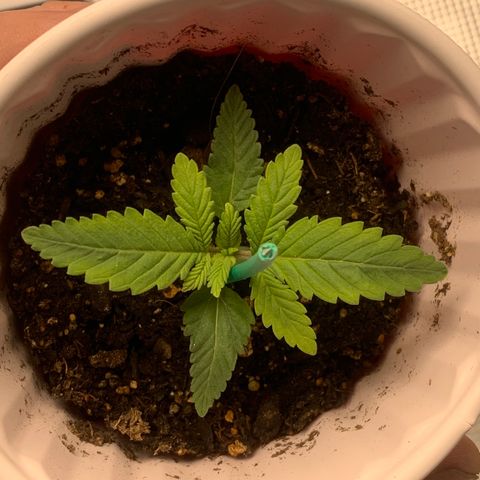 First grow growlog timeline photo