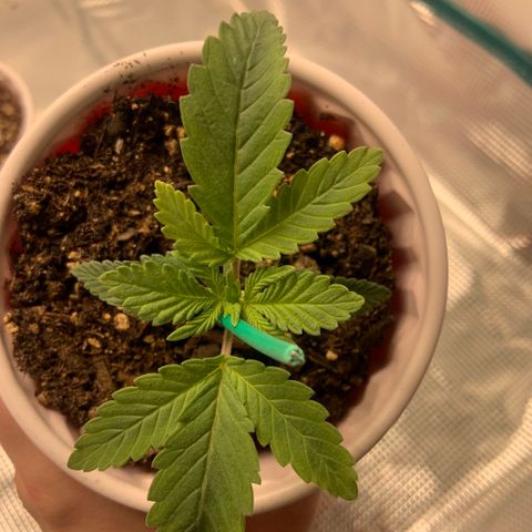First grow growlog photo: Looking a little mutated 