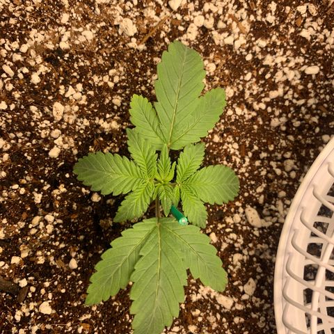 First grow growlog timeline photo