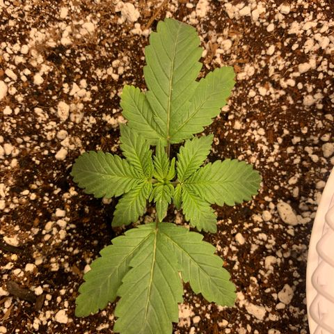 First grow growlog timeline photo