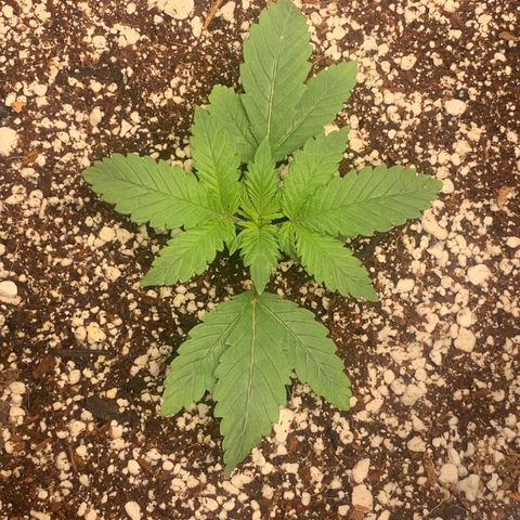 First grow growlog timeline photo