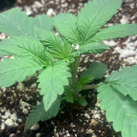 First grow growlog timeline photo