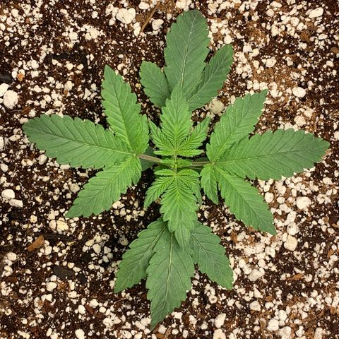 First grow growlog timeline photo